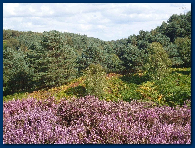 600x449 pixels (205K)